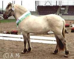 broodmare Tassia (Fjord Horse, 1999, from Taro)