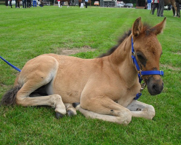 dressage horse Delicacy Ann (German Riding Pony, 2013, from Danny Gold)