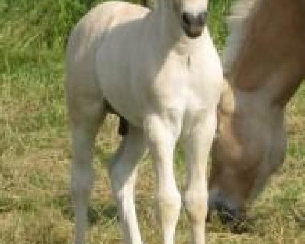 horse Kalaido (Fjord Horse, 2013, from Kvirlo)