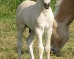 horse Kalaido (Fjord Horse, 2013, from Kvirlo)