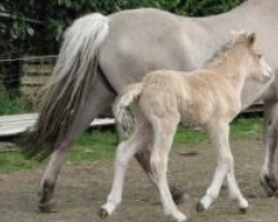 horse Karlos (Fjord Horse, 2013, from Kvirlo)