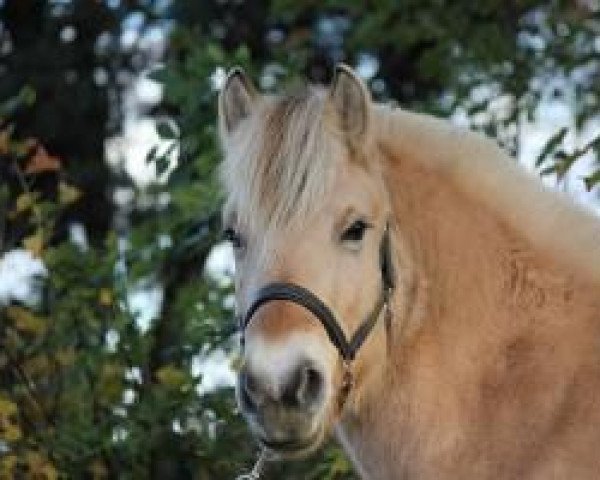 Pferd Kassandra (Fjordpferd, 2010, von Kvirlo)