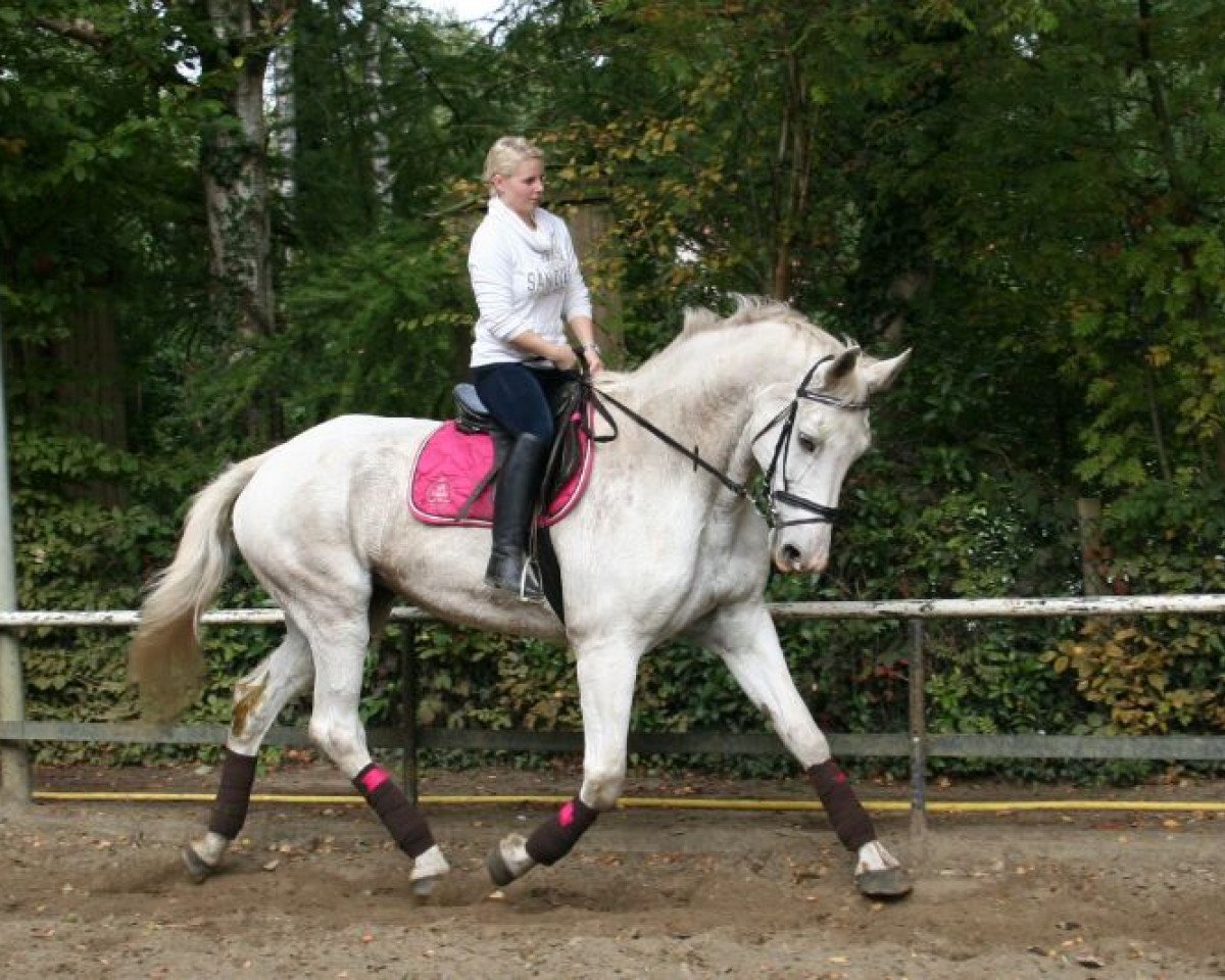 broodmare Sonnenfee (Mecklenburg, 1994, from Sonnenball 3496)