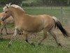 broodmare Klara (Fjord Horse, 2006, from Kvirlo)