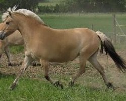 broodmare Klara (Fjord Horse, 2006, from Kvirlo)