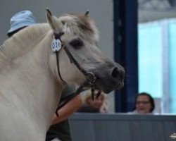 broodmare Ilo (Fjord Horse, 1996, from Illiano)