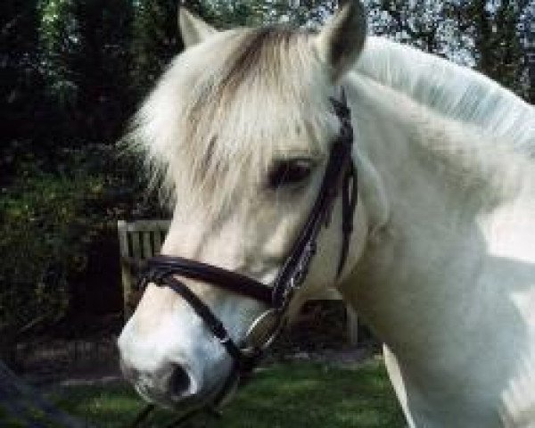 broodmare Porle (Fjord Horse, 1995, from Helge)