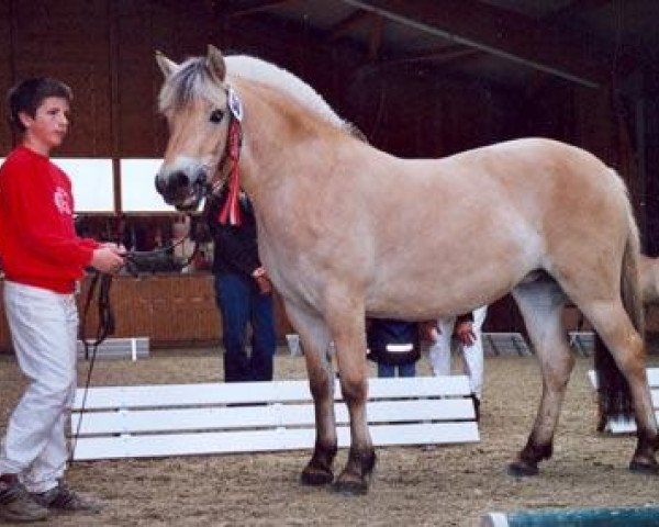 broodmare Lissla (Fjord Horse, 2003, from Dylan)