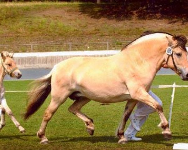 broodmare Lalina (Fjord Horse, 1996, from Kvest Halsnæs)