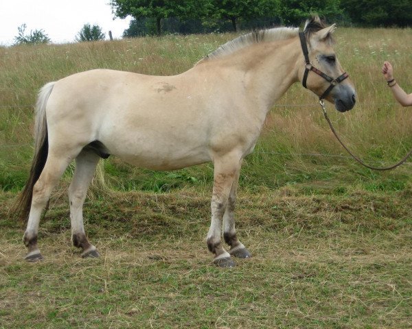 Pferd Kevin (Fjordpferd, 2001, von Kvest Halsnæs)