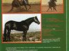 stallion DE Sandman (Quarter Horse, 1985, from Colonel Freckles)