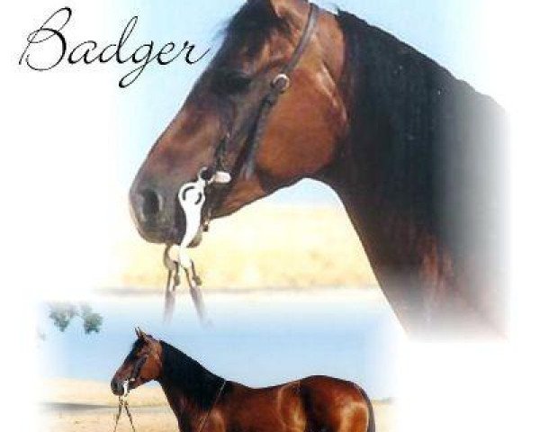 broodmare Sugar Badger (Quarter Horse, 1959, from Grey Badger III)