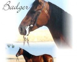 Zuchtstute Sugar Badger (Quarter Horse, 1959, von Grey Badger III)