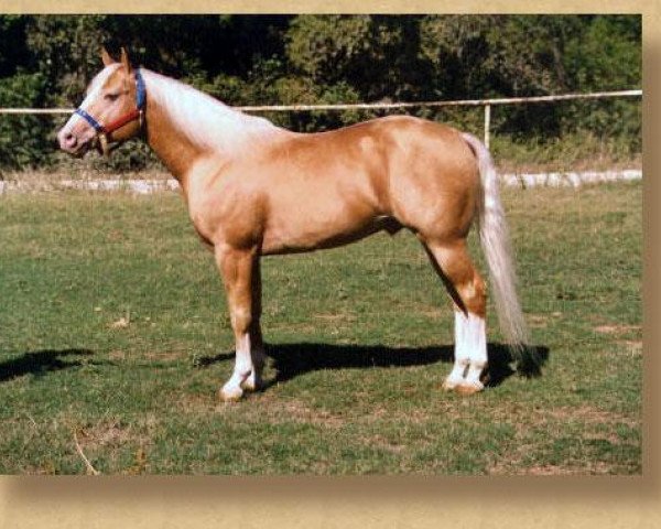 stallion Cougarand (Quarter Horse, 1986, from Peppy San Badger)