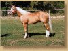 Deckhengst Cougarand (Quarter Horse, 1986, von Peppy San Badger)