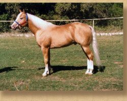 Deckhengst Cougarand (Quarter Horse, 1986, von Peppy San Badger)