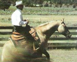 stallion Dolls Union Jac (Quarter Horse, 1986, from Hollywood Jac 86)