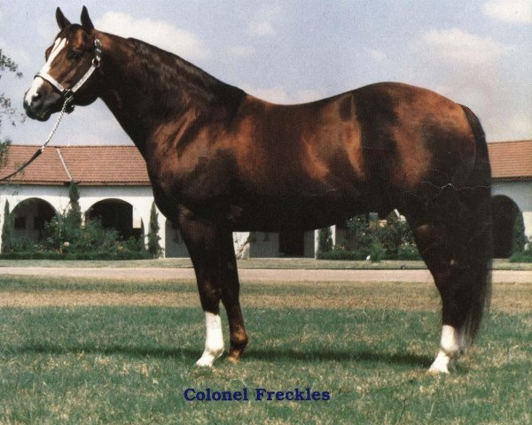 Deckhengst Colonel Freckles (Quarter Horse, 1973, von Jewel's Leo Bars)
