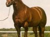 stallion Skipa Star (Quarter Horse, 1973, from Skipper's Lad)