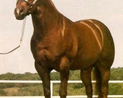 Deckhengst Skipa Star (Quarter Horse, 1973, von Skipper's Lad)