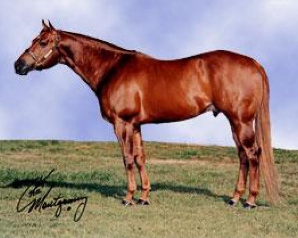 stallion Mr Moxie Man (Quarter Horse, 1983, from Skipa Star)