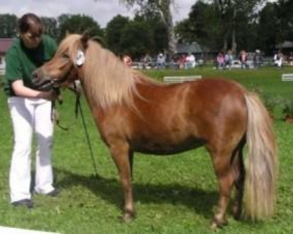 broodmare Lolle (Shetland Pony, 2003, from St. Moritz)