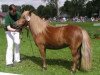 broodmare Lolle (Shetland Pony, 2003, from St. Moritz)