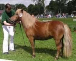 broodmare Lolle (Shetland Pony, 2003, from St. Moritz)