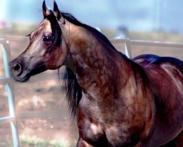 Deckhengst Hollywood Dunit Good (Quarter Horse, 2001, von Hollywood Dun It)