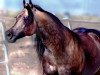 Deckhengst Hollywood Dunit Good (Quarter Horse, 2001, von Hollywood Dun It)