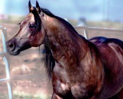 stallion Hollywood Dunit Good (Quarter Horse, 2001, from Hollywood Dun It)