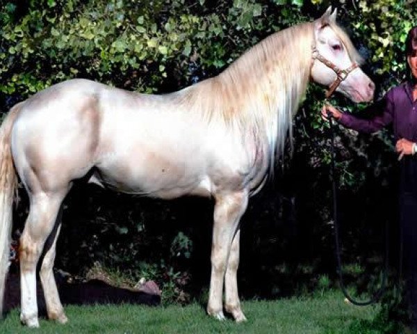 Deckhengst Hollywoods Smoking Ghost (Quarter Horse, 2005, von Hollywood Dunit Good)