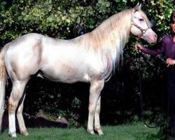 Deckhengst Hollywoods Smoking Ghost (Quarter Horse, 2005, von Hollywood Dunit Good)