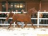 broodmare Sonata 1994 ox (Arabian thoroughbred, 1994, from Nikel 1986 ox)