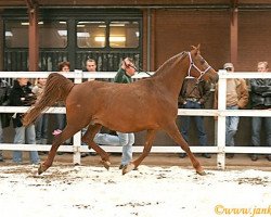 broodmare Sonata 1994 ox (Arabian thoroughbred, 1994, from Nikel 1986 ox)