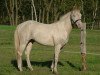 stallion Latte Macchiato (Quarter Horse, 2006, from Navajo Jacs Image)