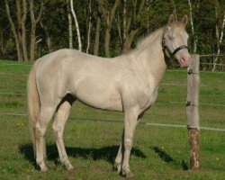 Deckhengst Latte Macchiato (Quarter Horse, 2006, von Navajo Jacs Image)