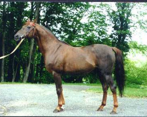stallion Djelfor 1984 ox (Arabian thoroughbred, 1984, from Manganate 1972 ox)