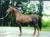 stallion Djelfor 1984 ox (Arabian thoroughbred, 1984, from Manganate 1972 ox)