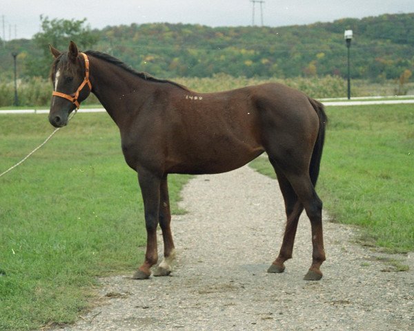 broodmare Sindy 1999 ox (Arabian thoroughbred, 1999, from Djelfor 1984 ox)