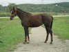 broodmare Sindy 1999 ox (Arabian thoroughbred, 1999, from Djelfor 1984 ox)