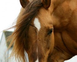 Pferd Stepps Sony Boy (Quarter Horse, 1999, von Hes A Steppin Jac)