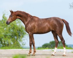 broodmare Sindy Star 2011 ox (Arabian thoroughbred, 2011, from Nonius 2001 ox)