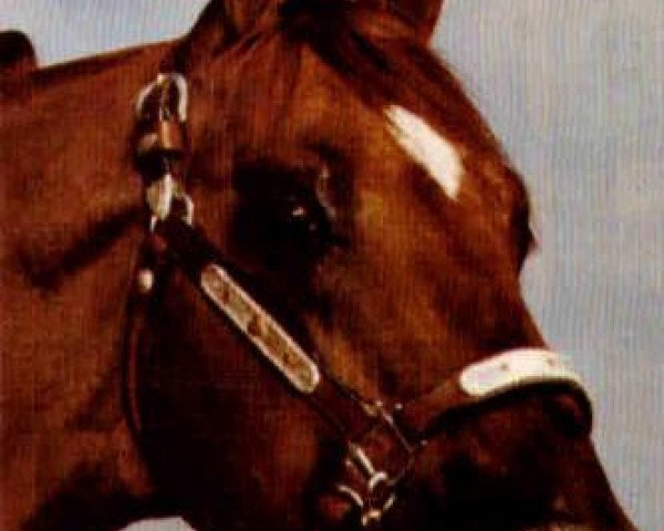 Deckhengst Doc Jack Sox (Quarter Horse, 1977, von Doc OLena)