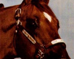 Deckhengst Doc Jack Sox (Quarter Horse, 1977, von Doc OLena)