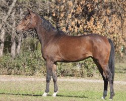 broodmare Ternia 2007 ox (Arabian thoroughbred, 2007, from Nonius 2001 ox)