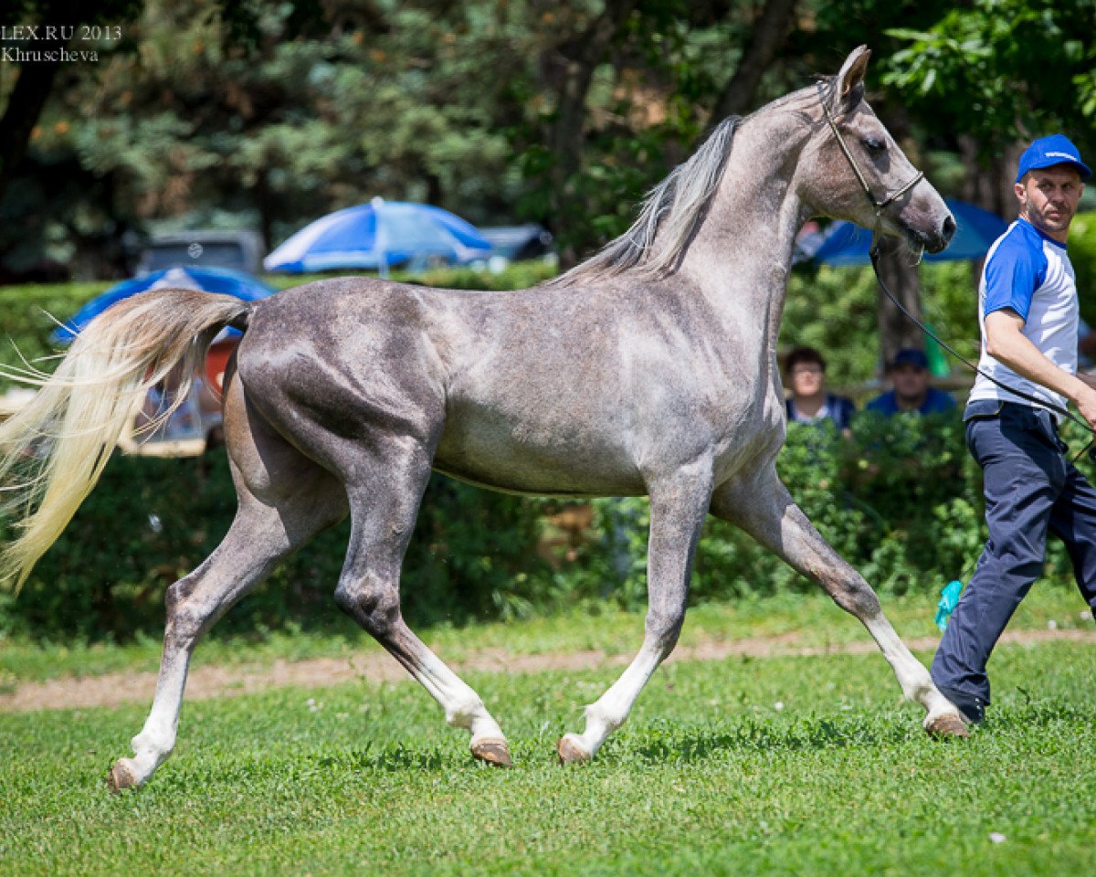 horse Phantom Operi Tersk 2011 ox (Arabian purebred, 2011, from Nizami 2007 ox)