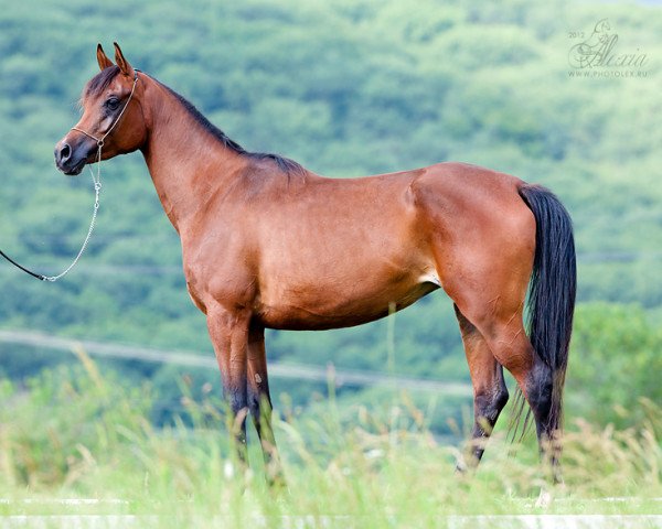 broodmare Miss Psytadel 2007 ox (Arabian thoroughbred, 2007, from Psytadel 1998 ox)