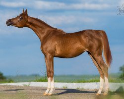 broodmare Ruby Rose Tersk 2012 ox (Arabian thoroughbred, 2012, from Napevnij 2006 ox)