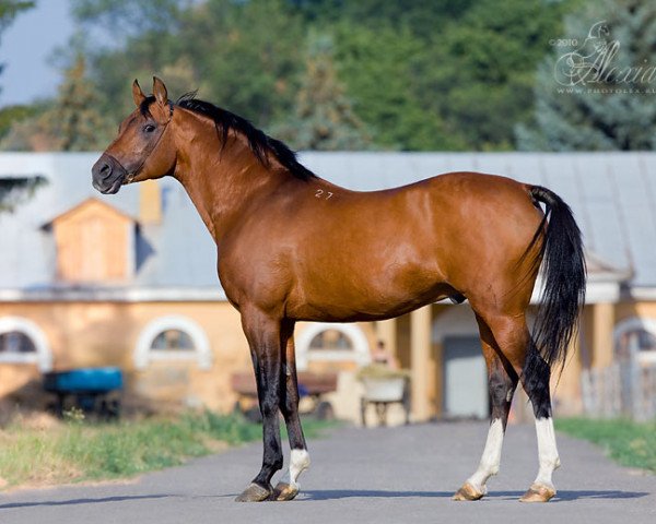 stallion Pripusk 1997 ox (Arabian thoroughbred, 1997, from Prikaz 1978 ox)